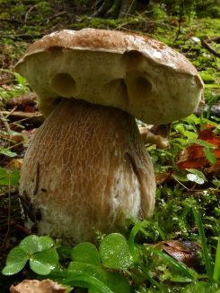Fichtensteinpilz; Foto Sepp 3.8.25