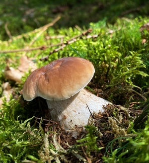 Fichtensteinpilz im Moos; Foto Stefan 10.9.23 Fichtensteinpilz im Moos; Foto Stefan 10.9.23