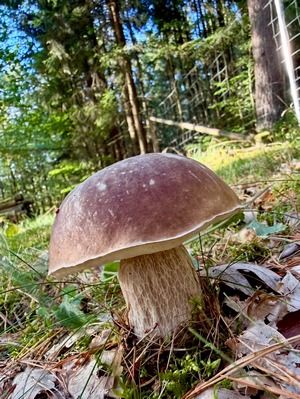 Fichtensteinpilz; Foto Stefan 23.9.26 Fichtensteinpilz; Foto Stefan 23.9.26