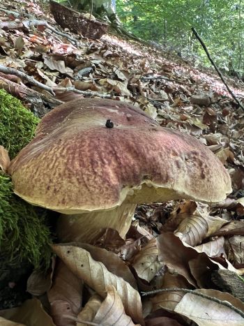 Imposanter Fichtensteinpilz; Foto Heiko 18.9.25