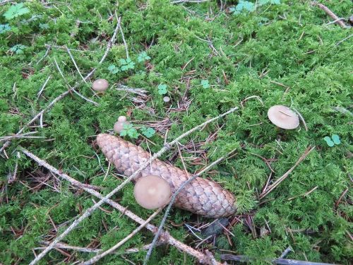 Fichtenzapfenrüblinge bei Fichtenzapfen; Foto Michael 20.3.26