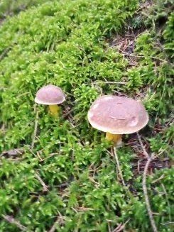 Filzröhrlinge; Foto Oliver 10.11.25