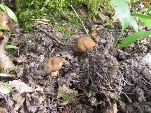 Zwei Fingerhutverpeln; Foto Michael 8.4.26