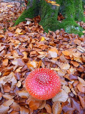 Fliegenpilz und Steinpilz; Foto Martina 31.10.25 Fliegenpilz und Steinpilz; Foto Martina 31.10.25
