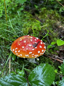 Fliegenpilz im Regen; Foto Armin 10.6.24