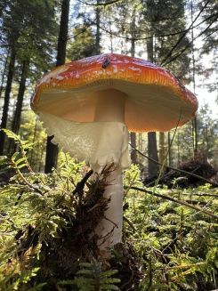 Und ein herrlicher Fliegenpilz; Foto Heiko 22.10.26