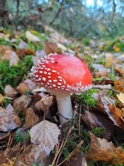 Herrlicher Fliegenpilz; Foto Mario 31.10.25