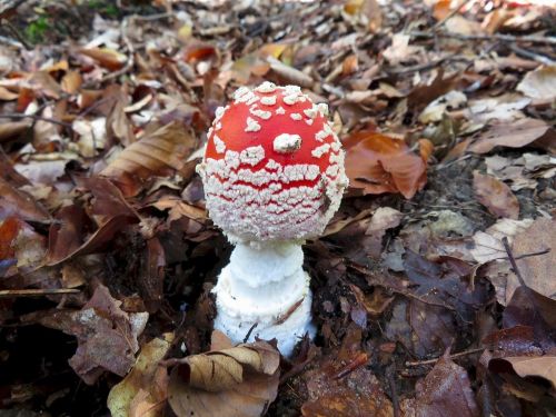 Junger hübscher Fliegenpilz; Foto Michael 9.10.25 Junger hübscher Fliegenpilz; Foto Michael 9.10.25