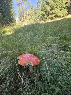 Fliegenpilz auf ca. 1600m ü. NHN; Foto Nora 28.9.26 Fliegenpilz auf ca. 1600m ü. NHN; Foto Nora 28.9.26
