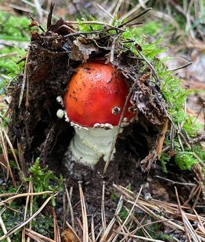 Fliegenpilz im Unterstand; Foto Daniel 3.10.26