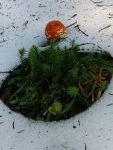 Fliegenpilz und Tannengrün im Schnee; Foto Thomas 21.9.22
