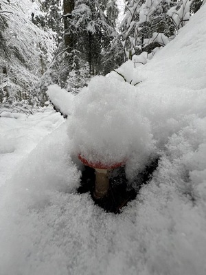 Fliegenpilz mit Schneehaube; Foto Heiko 1.12.23
