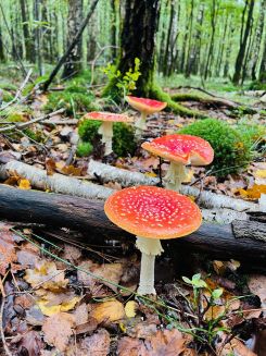 Fliegenpilze zeigen die Steinpilze an; Foto Julius 26.9.25 Fliegenpilze zeigen die Steinpilze an; Foto Julius 26.9.25