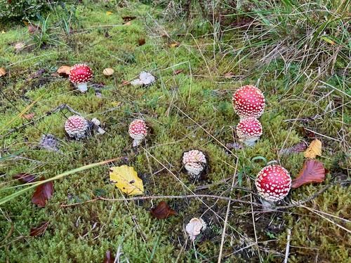 Junge Fliegenpilze; Foto Katja 1.10.25