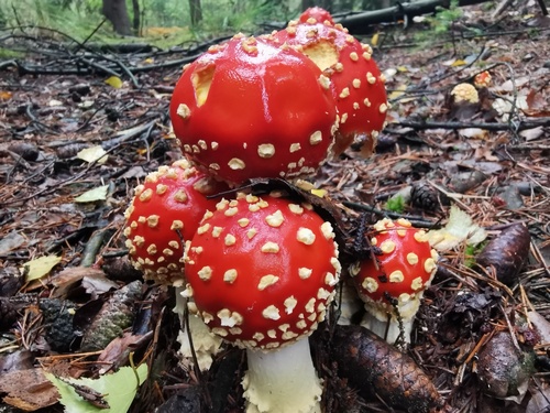 Fliegenpilze Matthias 29.9.22 Fliegenpilze Matthias 29.9.22