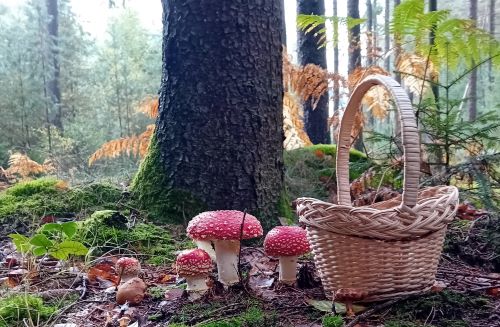 Fliegenpilze, Pfefferröhrling; Foto Thomas 27.9.25 Fliegenpilze, Pfefferröhrling; Foto Thomas 27.9.25