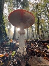Fliegenpilz im Gegenlicht; Foto Heiko 16.10.24