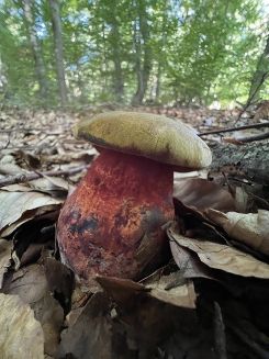 Flockenstieliger Hexenröhrling 1; Foto Heiko 12.8.26