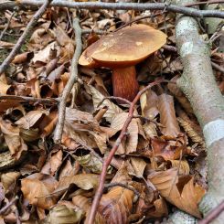 Flockenstieliger Hexenröhrling; Foto Antonio 20.9.26