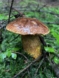 Flockenstieliger Hexenröhrling mit gelbem Stiel; Foto Armin 10.6.24