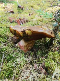 Flockenstieliger Hexenröhrling; Foto Fritz 13.6.25