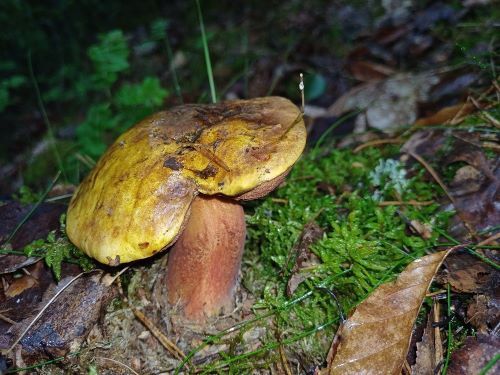 Stark gelbfarbiger Flockenstieliger Hexenröhrling; Foto Heidrun 30.5.25