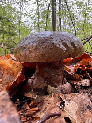 Flocki Heiko 17.4.24 Flocki Heiko 17.4.24