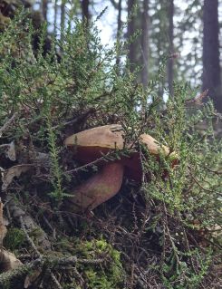 Flockenstieliger Hexenröhrling; Foto Jörn 19.9.26