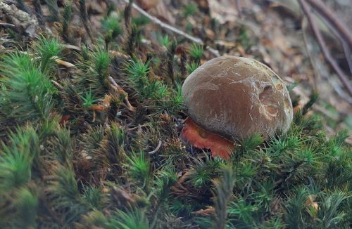 Junger Flockenstieliger Hexenröhrling; Foto Martin 12.6.25