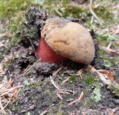 Flockenstieliger Hexenröhrling; Foto Martin 29.5.25