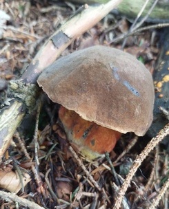 Flockenstieliger Hexenröhrling; Foto Martin 8.6.24
