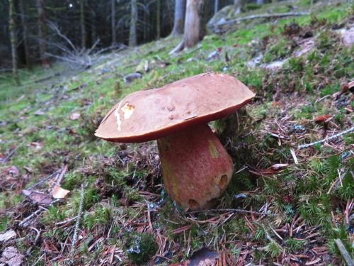 Verspäteter Flockenstieliger Hexenröhrling; Foto Michael 15.11.25 Verspäteter Flockenstieliger Hexenröhrling; Foto Michael 15.11.25