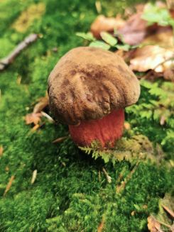 Kanarienroter Flockenstieliger Hexenröhrling; Foto Philipp 30.8.26