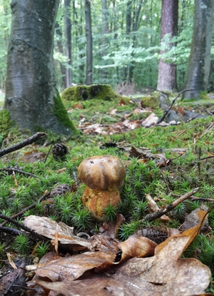 Junger Flockenstieliger Hexenröhrling; Foto Sandro 19.5.24