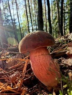 Flockenstieliger Hexenröhrling; Foto Stefan 23.9.26