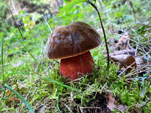Wunderschöner Flockenstieliger Hexenröhrling; Foto Stefan 4.10.25 Wunderschöner Flockenstieliger Hexenröhrling; Foto Stefan 4.10.25