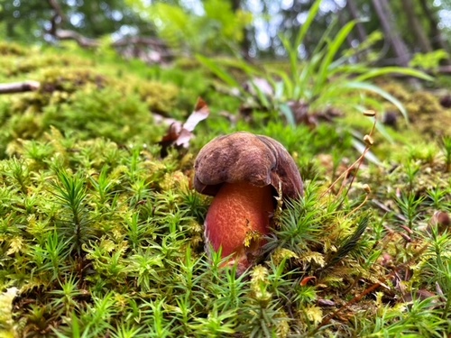 Flockenstieliger Hexenröhrling im Waldesgrün; Stefan 8.8.23