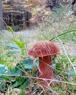 Flockenstieliger Hexenröhrling; Foto Thomas 20.10.25 Flockenstieliger Hexenröhrling; Foto Thomas 20.10.25