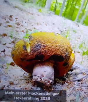 Flocki mit Trockenschaden; Foto Thomas 3.5.26