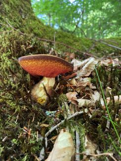 Von der Trockenheit gezeichneter Flocki; Foto Stefan 18.5.25