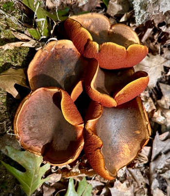 Flockis bilden Wasserfang; Thomas 13.8.23 Flockis bilden Wasserfang; Thomas 13.8.23