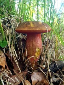 Schöner Flockenstieliger Hexenröhrling; Foto Yasmin 8.8.25