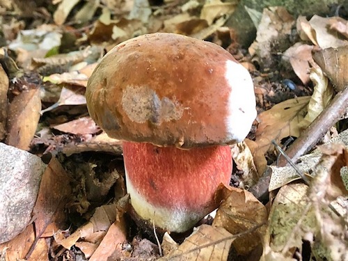 Flocki hopp Thomas 7.10.22 Flocki hopp Thomas 7.10.22