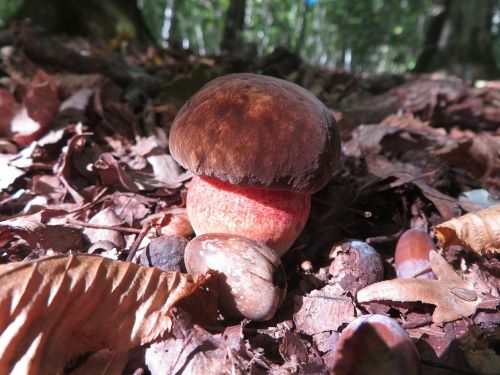 Flocki mitten im Herbst; Foto Michael 20.9.25