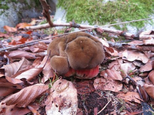 Knorrige Flockiknolle; Foto Michael 12.10.25 Knorrige Flockiknolle; Foto Michael 12.10.25