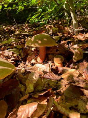 Flockenstielige Hexenröhrlinge im warmen Herbstlicht; Foto Katja 1.10.25