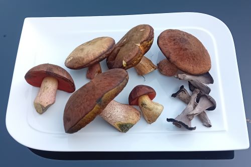 Kleiner Fund mit Flockenstieligen Hexen und Herbsttrompeten; Foto Thomas 13.8.25 Kleiner Fund mit Flockenstieligen Hexen und Herbsttrompeten; Foto Thomas 13.8.25