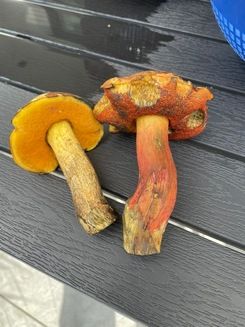 Flockis ohne und mit Rottönen; Foto Volkmar 7.9.26