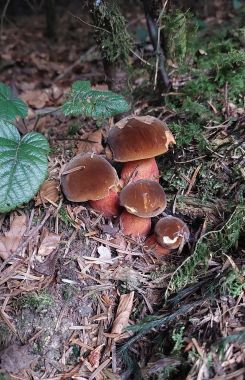 4 Flockenstielige Hexenröhrlinge als Büschel; Foto Martin 5.9.26