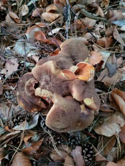 Sechs verwobene Flockenstielige Hexenröhrlinge; Foto Verena 3.10.26